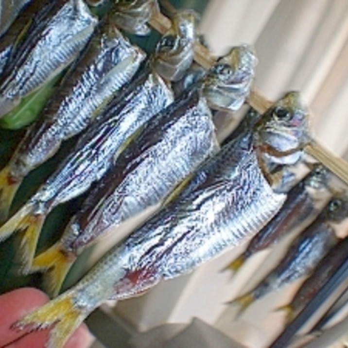 めざし イワシ サッパ等々魚種にこだわらず 作り方 レシピ 作り方 By コリ6430 楽天レシピ めざし イワシ サッパ等々魚種にこだわらず 作り方 レシピ 作り方 By コリ6430 楽天レシピ